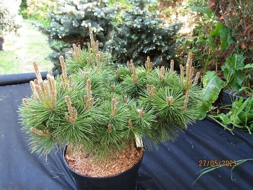 Pinus thunbergii maijima 15L 50-60x75cm