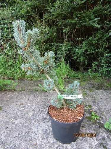 Pinus parviflora Tribune(not iribune) 5L 50-55cm