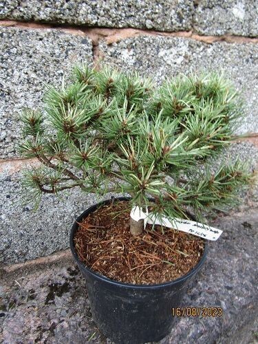 Pinus mugo milky way 5L 37-40x35cm