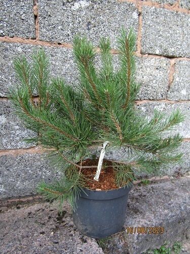 Pinus mugo gnom 10L 55-60x60cm