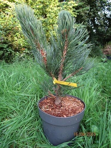 Pinus heldreichii satellit 5L 45-50cm