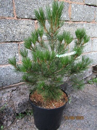 Pinus heldreichii, Bosnian pine 15L 65-75x65cm