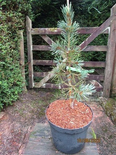 Pinus flexilis firmament 10L 60-70cm