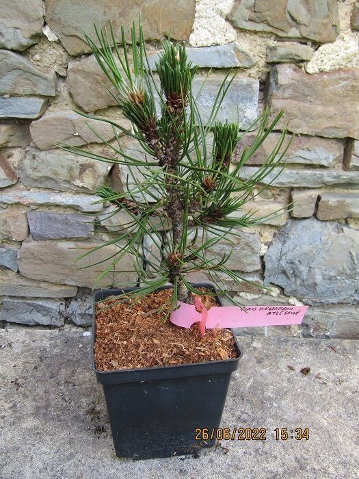 Pinus heldreichii atze saule, 5L 40-50cm, EXACT ITEM OFFER