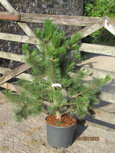 Pinus nigra nigra,SPECIAL OFFER  15L 100-110x110cm, 2" diam' stem at base. Excellent niwaki material