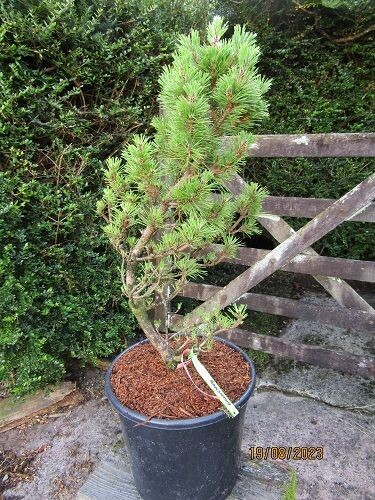 Pinus thunbergii banshosho curved stem 15L 75-85cm EXACT ITEM OFFER