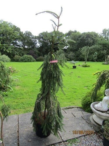 Picea abies inversa 15L 180-190cm if leader caned, EXACT ITEM OFFER
