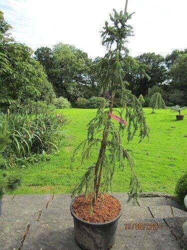 Picea omorika pendula 25L 160-170cm