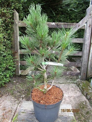 Pinus heldreichii malink 7.5L 60-70cm EXACT ITEM OFFER