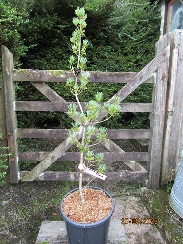 Pinus parviflora gyokuie (syn. ~goykuri) 7.5L 95-100cm