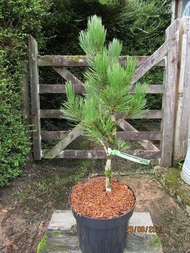 Pinus heldreichii mint truffle 7.5L 65-75cm EXACT ITEM OFFER