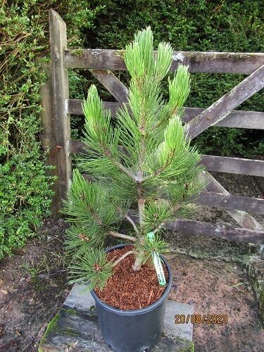 Pinus heldreichii compacta 9.5L 65-75cm EXACT ITEM OFFER