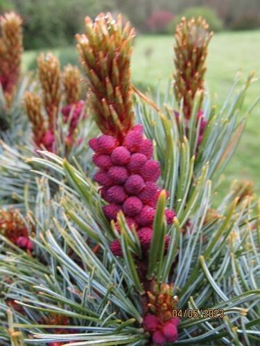 Pinus pumila globe 7.5L 40-45cm