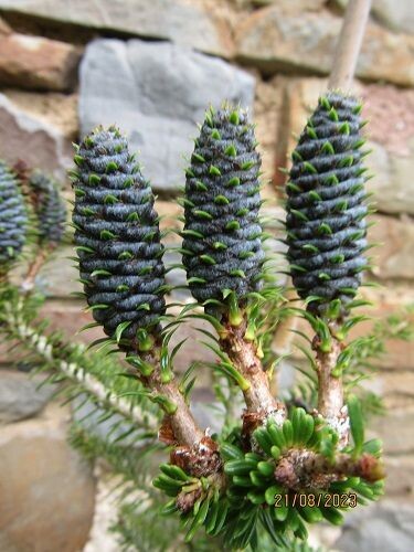Abies delavayi (forrestii var. georgei) 10L 55-65cm