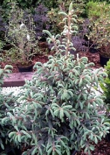 Picea asperata glauca, blue dragon spruce 15L 75-85cm