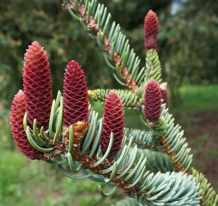 Picea koyamae Bedgebury blue 15L 60-70x55cm
