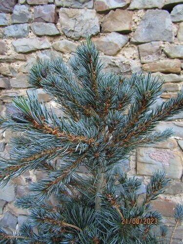 Pinus parviflora ryu-ju 20L 90-100cm becoming multi-stemmed