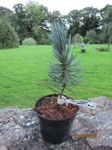 Pinus flexilis cessarini blue 25-35cm