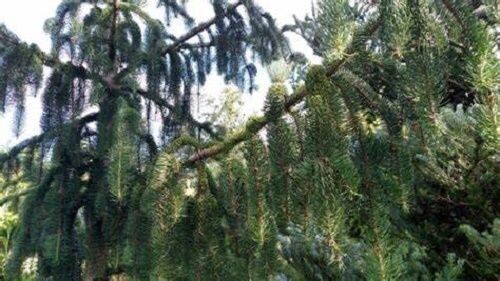 Picea abies cincinnata 25L 230-240cm