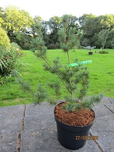 Pinus parviflora ryu-ju 15L 70-80x60cm EXACT ITEM OFFER