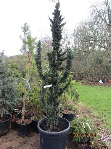 Chamaecyparis lawsoniana wisells saguaro 10L 100-120cm