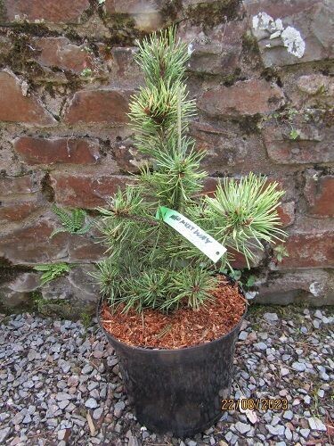 Pinus mugo milky way 5L 38-45cm