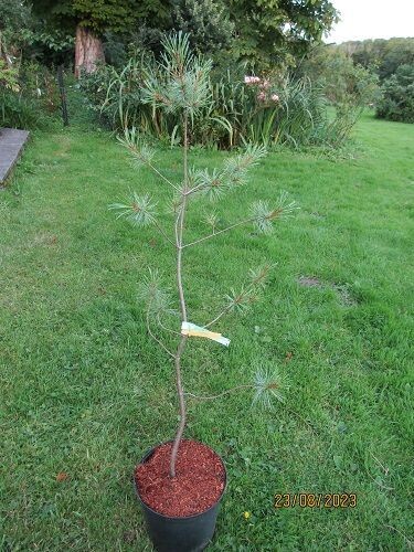Pinus strobus white mountain 7.5L 110-120cm EXACT ITEM OFFER