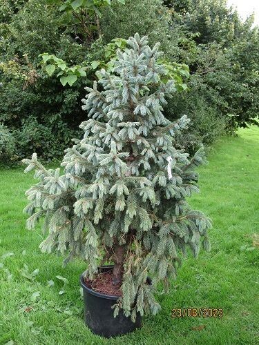 Picea engelmannii blue softie, please call the office 30L 145-155x105cm, 2.5" diam' stem