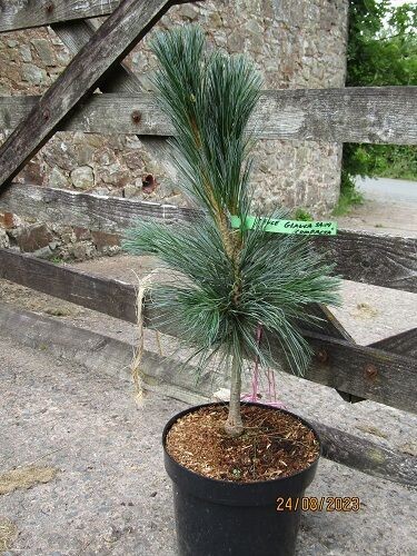 Pinus peuce glauca compacta 7.5L 60-70cm