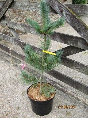 Pinus peuce pacific blue 10L 80-90cm