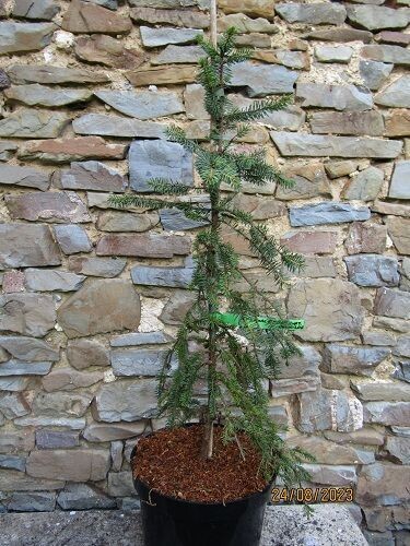 Picea koyamae Bedgebury cascade 10L 75-85cm