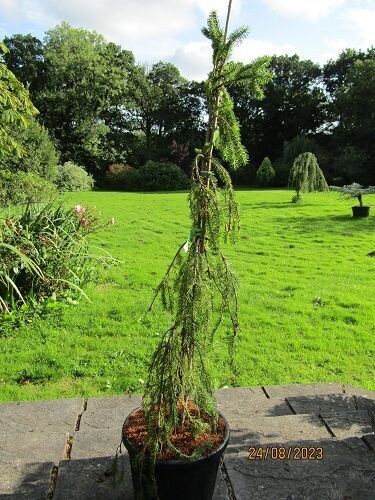 Picea abies inversa 18L 125-135cm, EXACT ITEM OFFER