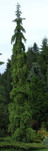 Picea abies Rothenhausii 25L 160-170cm EXACT ITEM OFFER