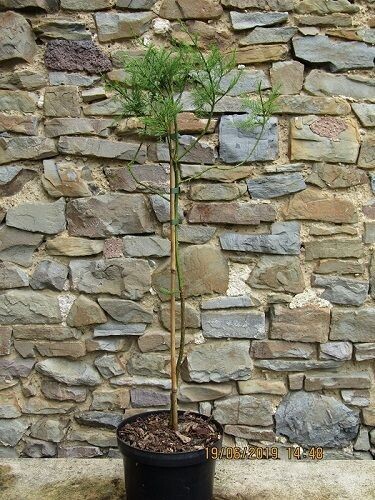 Glyptostrobus pensilis, Chinese swamp cypress 40-60cm