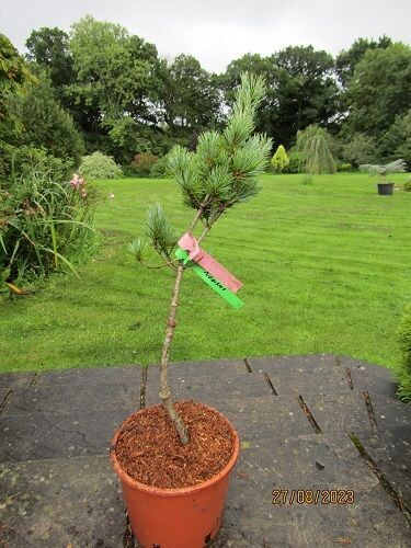Pinus parviflora negishi7.5L 70-80cm EXACT ITEM OFFER