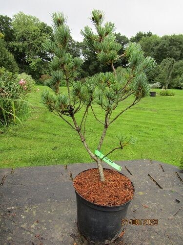 Pinus parviflora negishi 7.5L 65-75cm EXACT ITEM OFFER