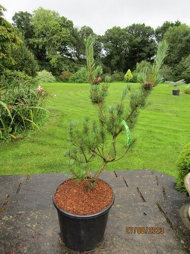 Pinus parviflora shizukagoten 20L 90-100x75cm EXACT ITEM PHOTO