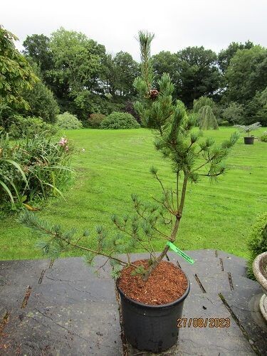 Pinus parviflora shizukagoten 20L 110-120x100cm EXACT ITEM PHOTO