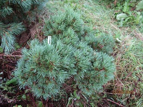 Pinus sylvestris frensham 70-80x80cm multi branched sat base, 2.5" diam' stem at base, EXACT ITEM OFFER iro 15yrs old