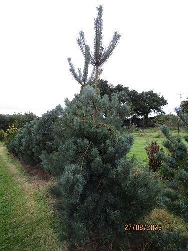 Pinus sylvestris DK/Dyrehave 280-290x150cm rb very thick stems  4-5" diameter