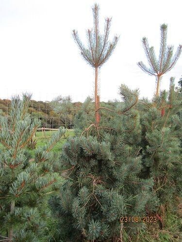 Pinus sylvestris DK/Dyrehave 3L 60-70cm