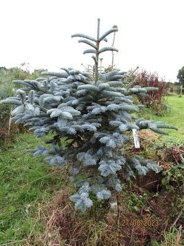 Abies procera glauca prostrata 140-150x120cm potted, 2.5-3" diam' stem. EXACT ITEM OFFER, 20yrs plus