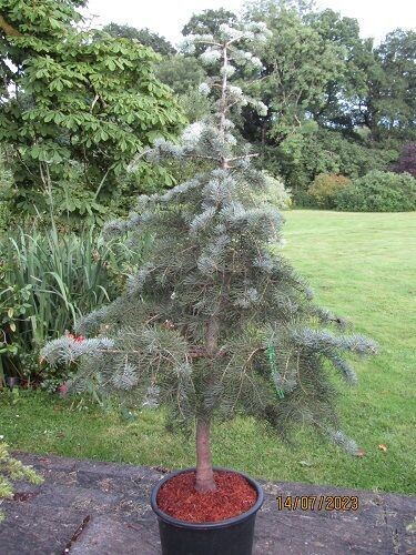 Abies concolor blue cloak, 20L 165-175x120, 2" diam'stem at base 15-20yr SPECIMEN, EXACT ITEM OFFER.