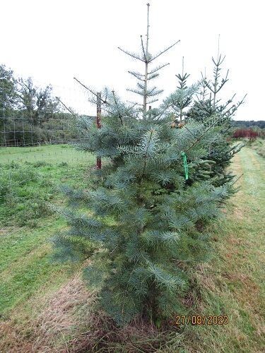 Abies concolor, Colorado white fir, 225-235x140cm rb, 3" diam' stem at base 15-20yr SPECIMEN, EXACT ITEM OFFER please call the office