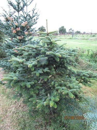 Abies cephalonica nana(meyers dwarf) please call the office 140-150x160cm rb , 3" diam stem at base, EXACT ITEM 25-30yr SPECIMEN