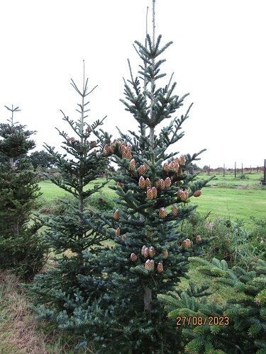 Abies fraseri 250-270x110cm potted, please call the office, 3-4" diam' stem at base, iro 15yrs old SPECIMEN, EXACT ITEM OFFER