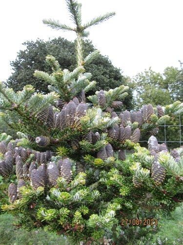 Abies koreana 225-235x120cm rb, 3" diam stem at base, 15-20yr please call the office, SPECIMEN, EXACT ITEM #1