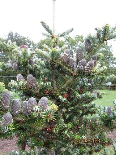 Abies koreana 250-270x180cm rb, 4" diam stem at base, 15-20yr please call the office, SPECIMEN, EXACT ITEM #2