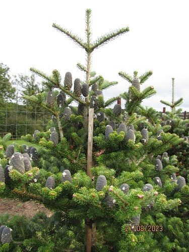 Abies koreana 190-200x140cm, potted, 3-4" diam stem at base, 15-20yr please call the office, SPECIMEN, EXACT ITEM #2
