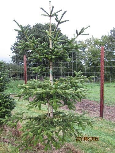 Abies pinsapo, Spanish fir 240-250x170cm rb, 3" diam stem at base, iro 20yr SPECIMEN, EXACT ITEM OFFER